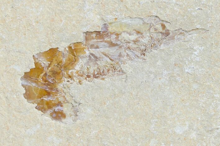Cretaceous Fossil Shrimp - Lebanon #123876